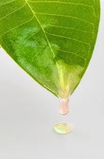 Crystal dew drop suspended from a leaf