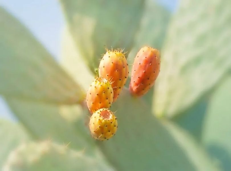 Prickly pear cactus fruit in desert sunlight